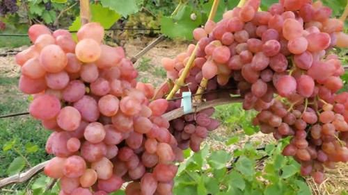 Катруся Каховська